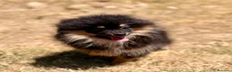Pomerania perros en venta: ÚLTIMA HEMBRA POMERANIA BLACK AND TAN - Anuncio 4
