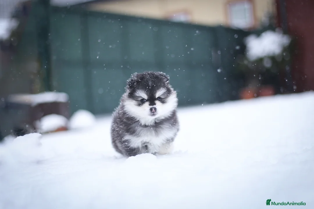 Pomsky perros en venta: Pomsky F5 - Anuncio 20