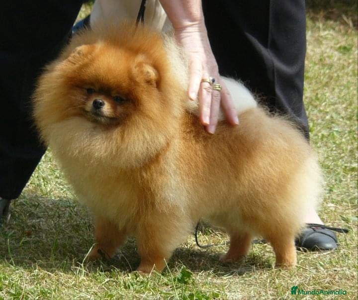 Pomerania perros LOS POMERANIA MÁS PELUDOS !!!! en Badajoz - Anuncio 16