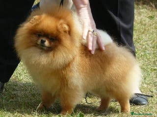 Pomerania perros LOS POMERANIA MÁS PELUDOS !!!! en Badajoz - Anuncio 17