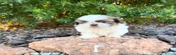 Shih Tzu perros en venta: SHIH TZU - Anuncio 5