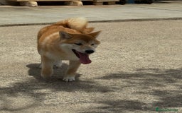 Shiba Inu perros en venta: Shiba Inu - Imagen 2