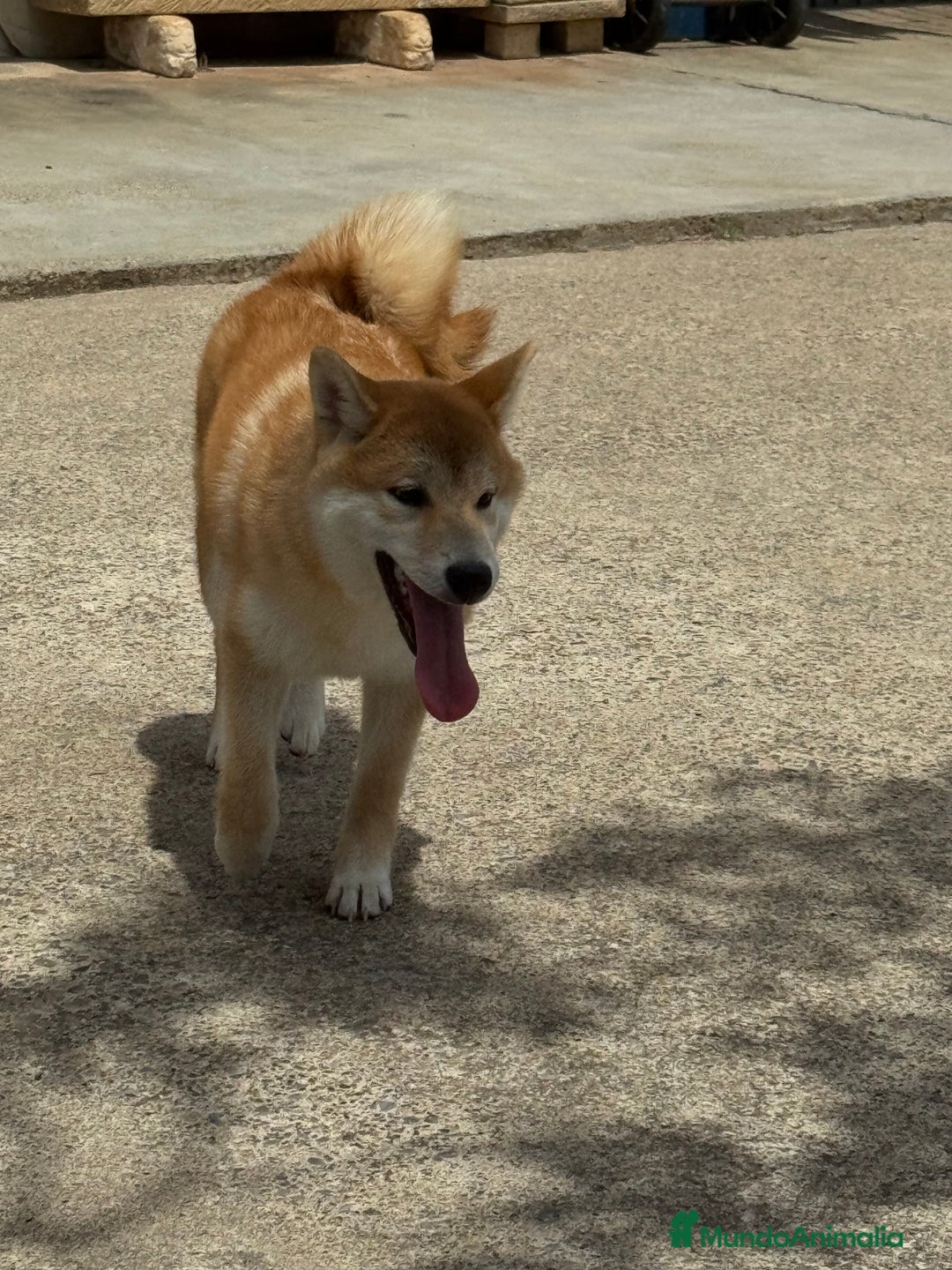 Shiba Inu perros en venta: Shiba Inu - Imagen 2