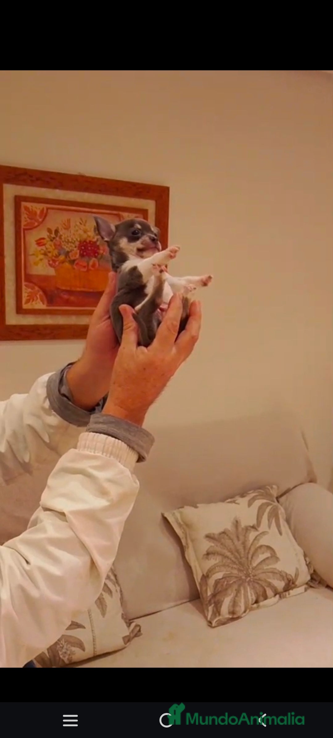 Chihuahua perros en venta: Chihuahua Toy macho blue  - Anuncio 1