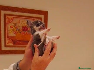 Chihuahua perros Chihuahua Toy macho blue - Anuncio 1