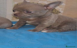 Chihuahua perros en venta: CHIHUAHUA LINEA RUSA LILAC - Imagen 4