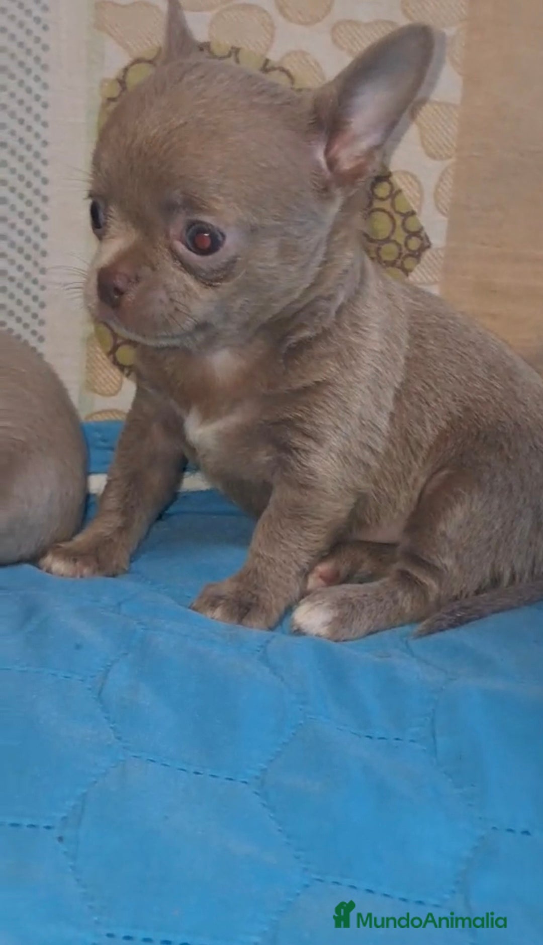 Chihuahua perros en venta: CHIHUAHUA LINEA RUSA LILAC - Imagen 4