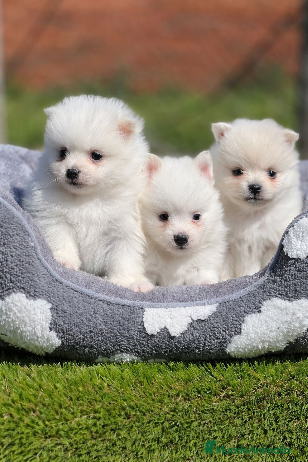 Pomerania perros Pomerania Toy – machos y hembras disponibles - Anuncio 15