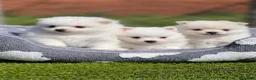 Pomerania perros en venta: Mini Pomerania blanco, osito - Anuncio 5