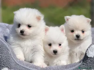 Pomerania perros Pomerania Toy – machos y hembras disponibles - Anuncio 15