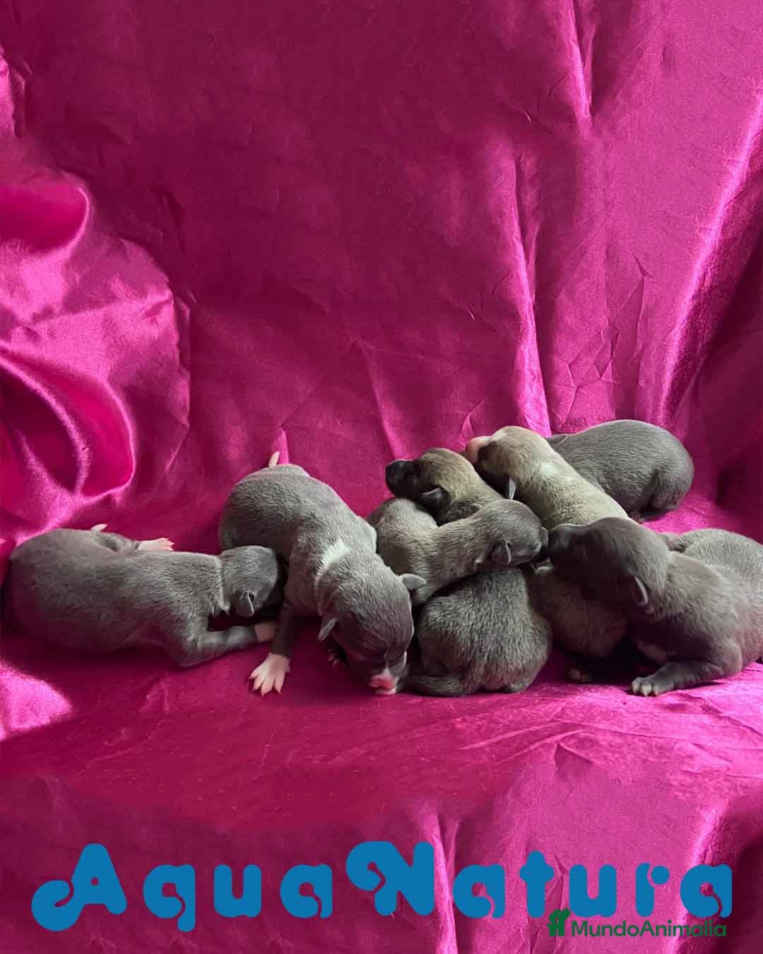 Pequeño Lebrel Italiano perros Camada Lebrel Italiano de AB y Omega AQUANATURA en Barcelona - Anuncio 25