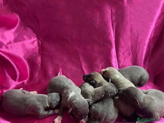 Pequeño Lebrel Italiano perros Camada Lebrel Italiano de AB y Omega AQUANATURA en Barcelona - Anuncio 3