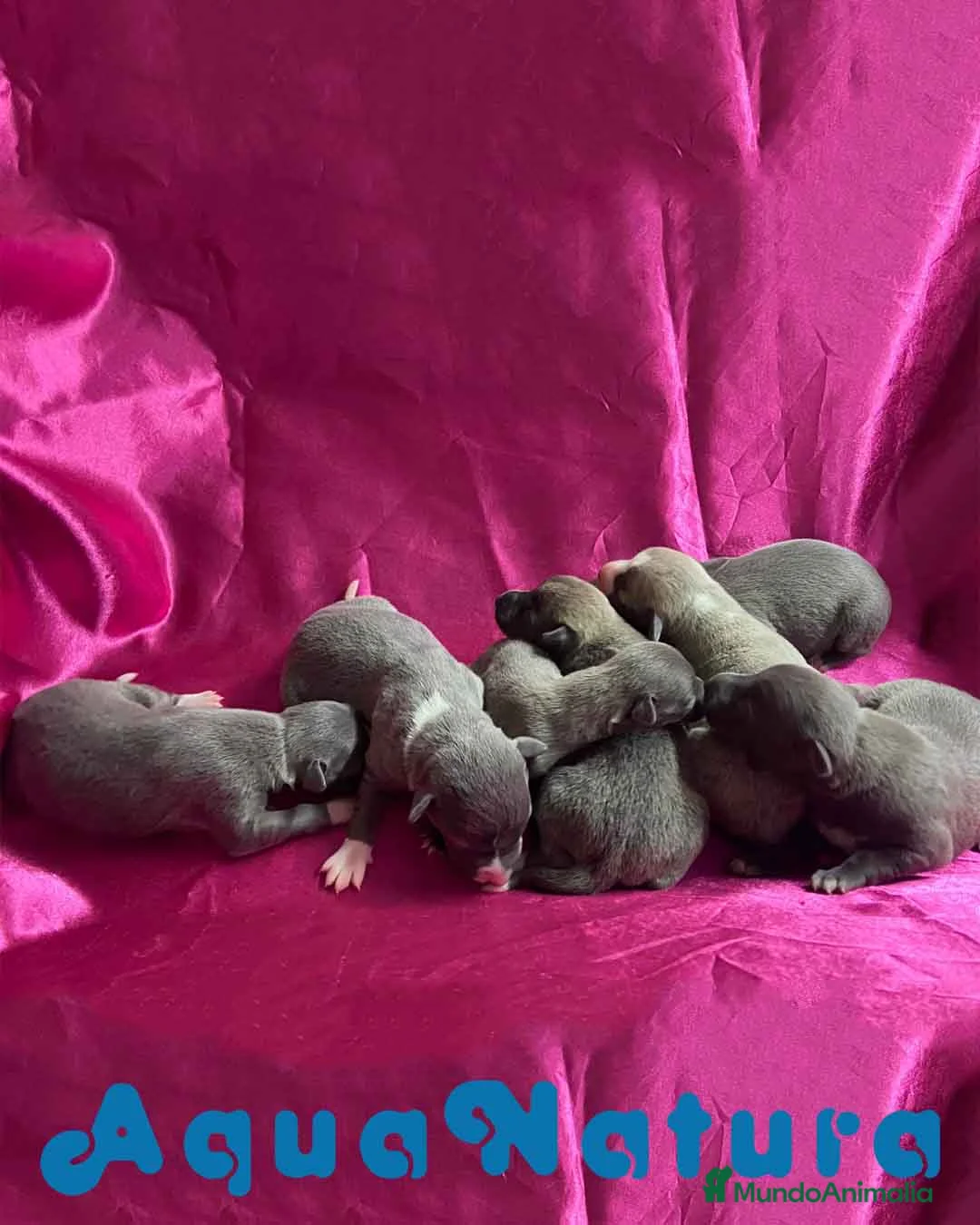 Pequeño Lebrel Italiano perros en venta: Camada Lebrel Italiano de AB y Omega AQUANATURA en Barcelona - Anuncio 1