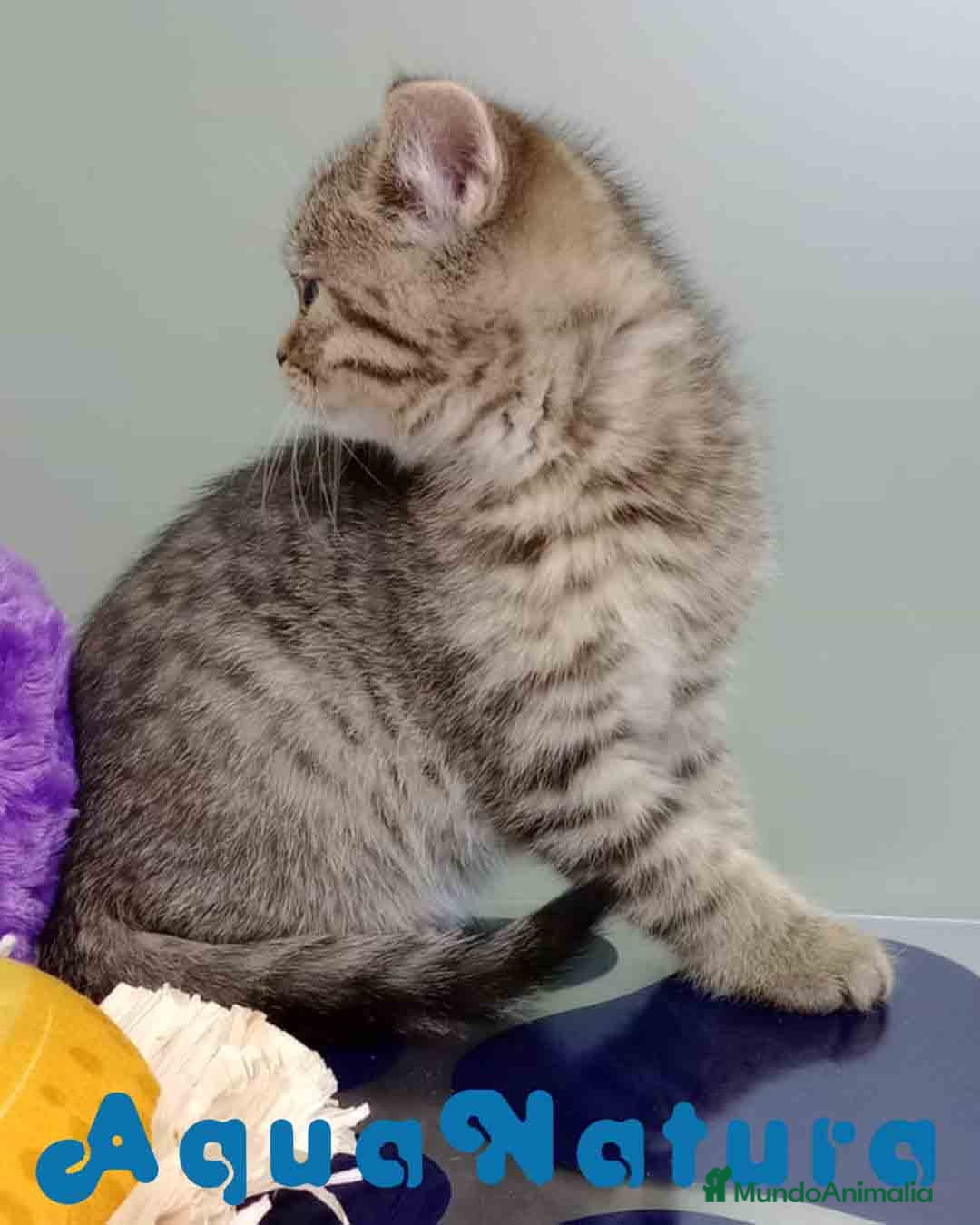 Británico de Pelo Corto gatos en venta: British Macho 4474 AQUANATURA - Anuncio 8