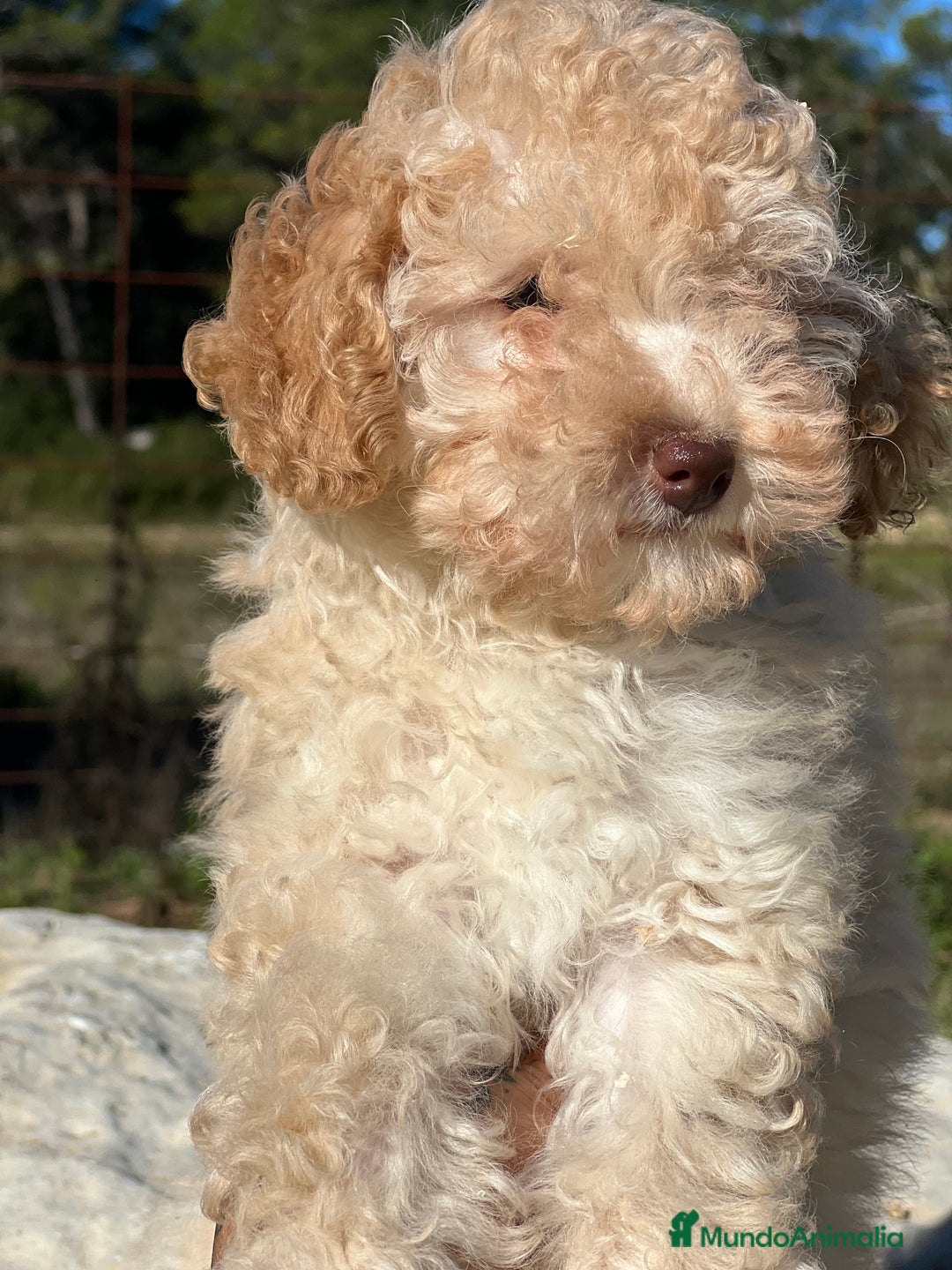 Maltipoo perros en venta: Maltipoo hembra toy  - Imagen 3