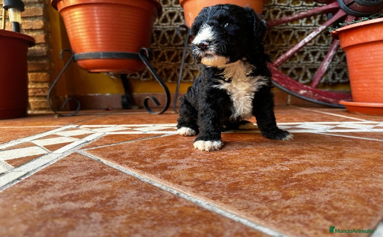 Perro de Agua Español perros - Anuncio 5