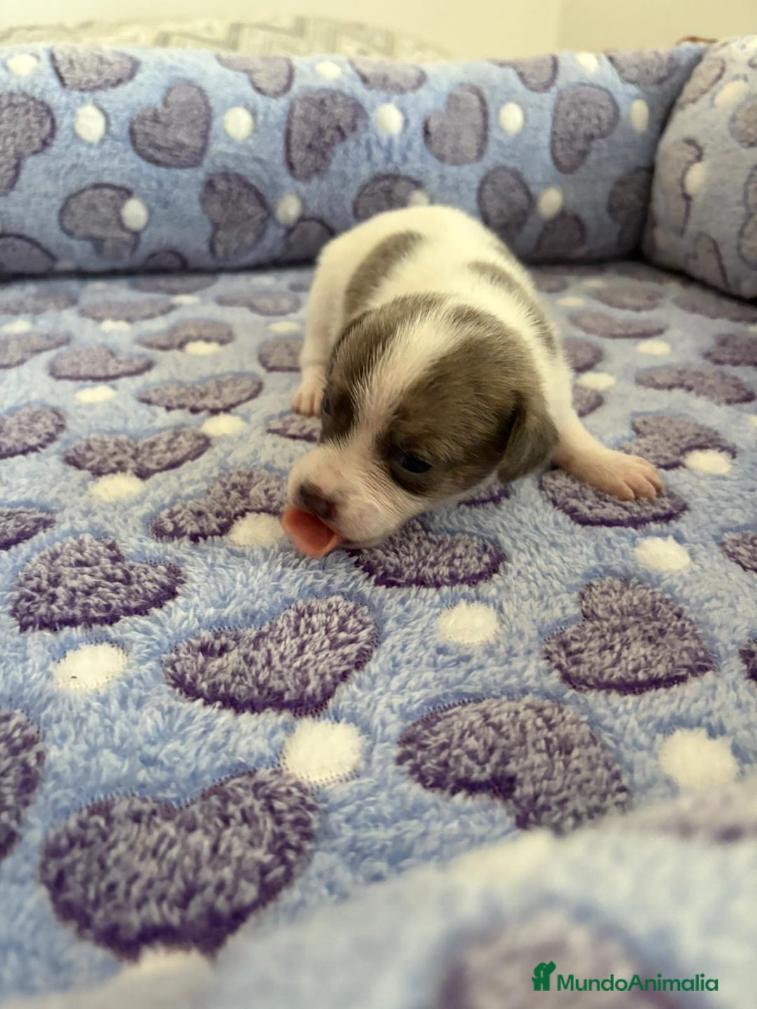 Raza Mixta perros en venta: CHIWHIP - Imagen 3