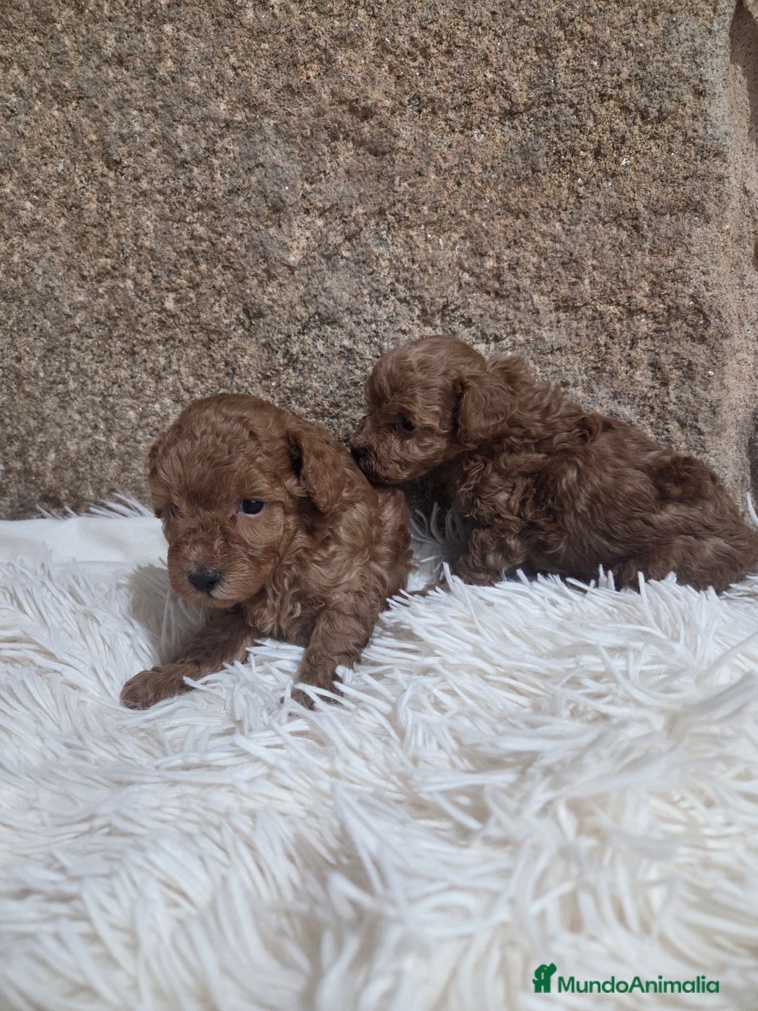 Caniche Toy perros en venta: Caniche toy - Anuncio 4