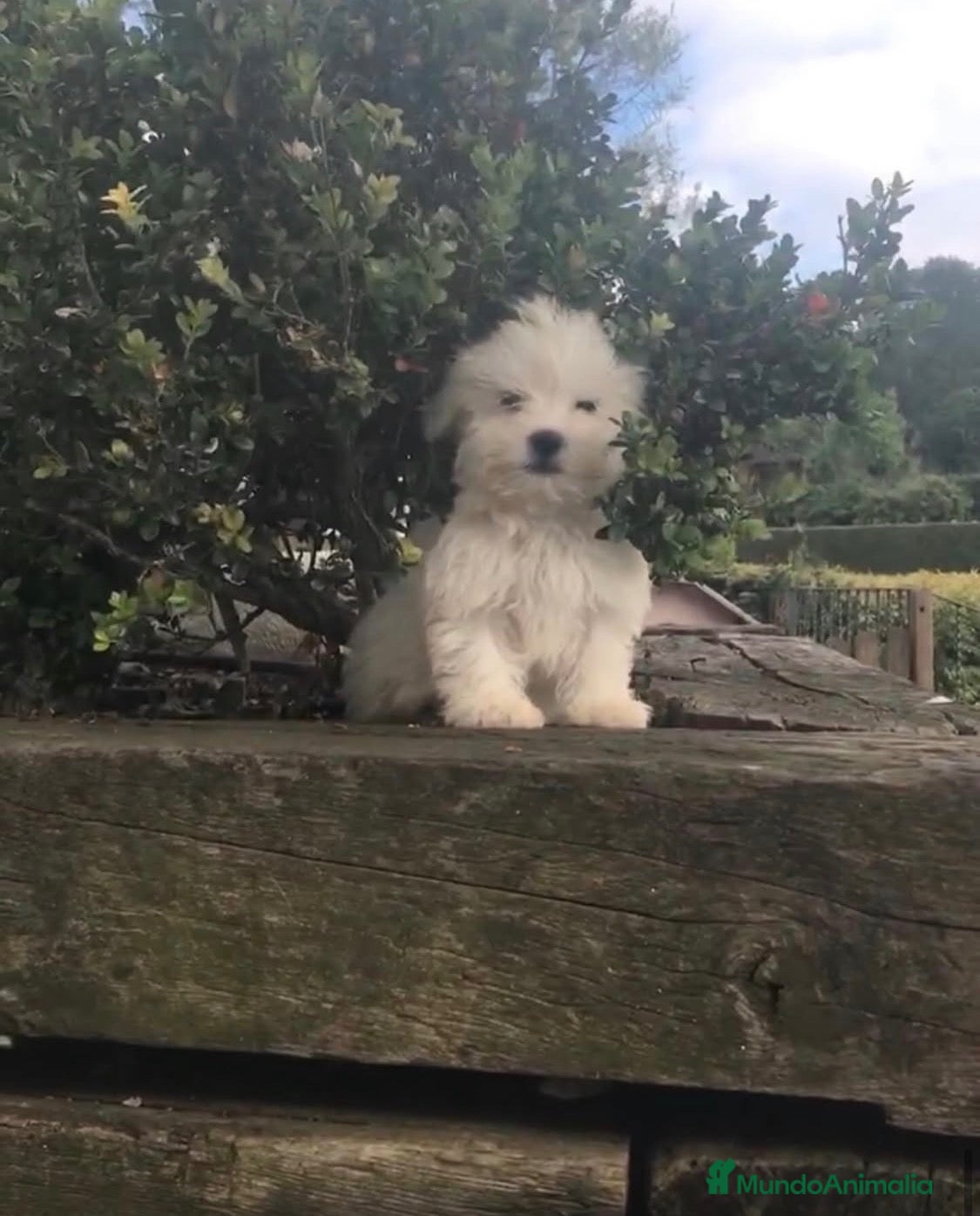 Bichón Maltés perros Macho Bichón Maltés  - Anuncio 1