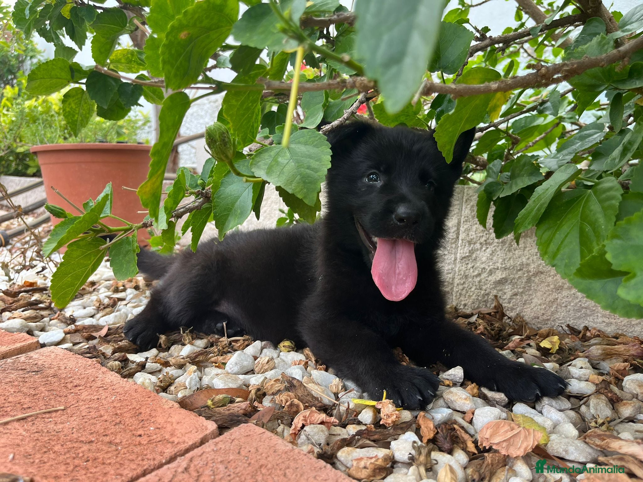 Pastor Alemán perros Cachorros de pastor alemán negro calzado - Anuncio 2