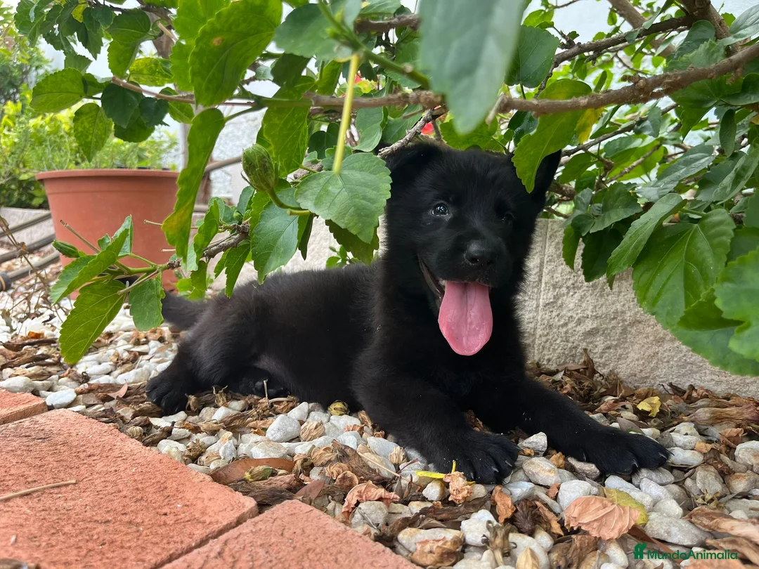 Pastor Alemán perros en venta: Cachorros de pastor alemán negro calzado - Anuncio 1