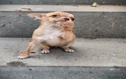 Chihuahua perros en venta: Chihuahua Toy hembra atigrada  - Imagen 5