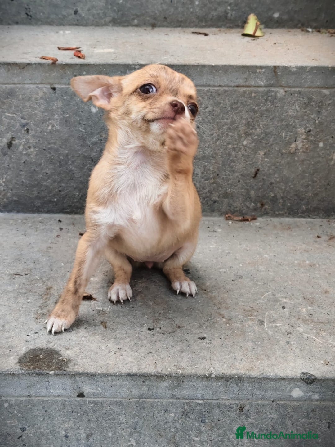 Chihuahua perros en venta: Chihuahua Toy hembra atigrada  - Imagen 5