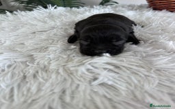 Cocker Spaniel Inglés perros en venta: COCKER MACHO - Imagen 7