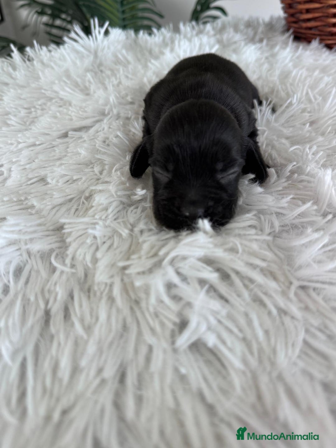 Cocker Spaniel Inglés perros en venta: COCKER MACHO - Imagen 7