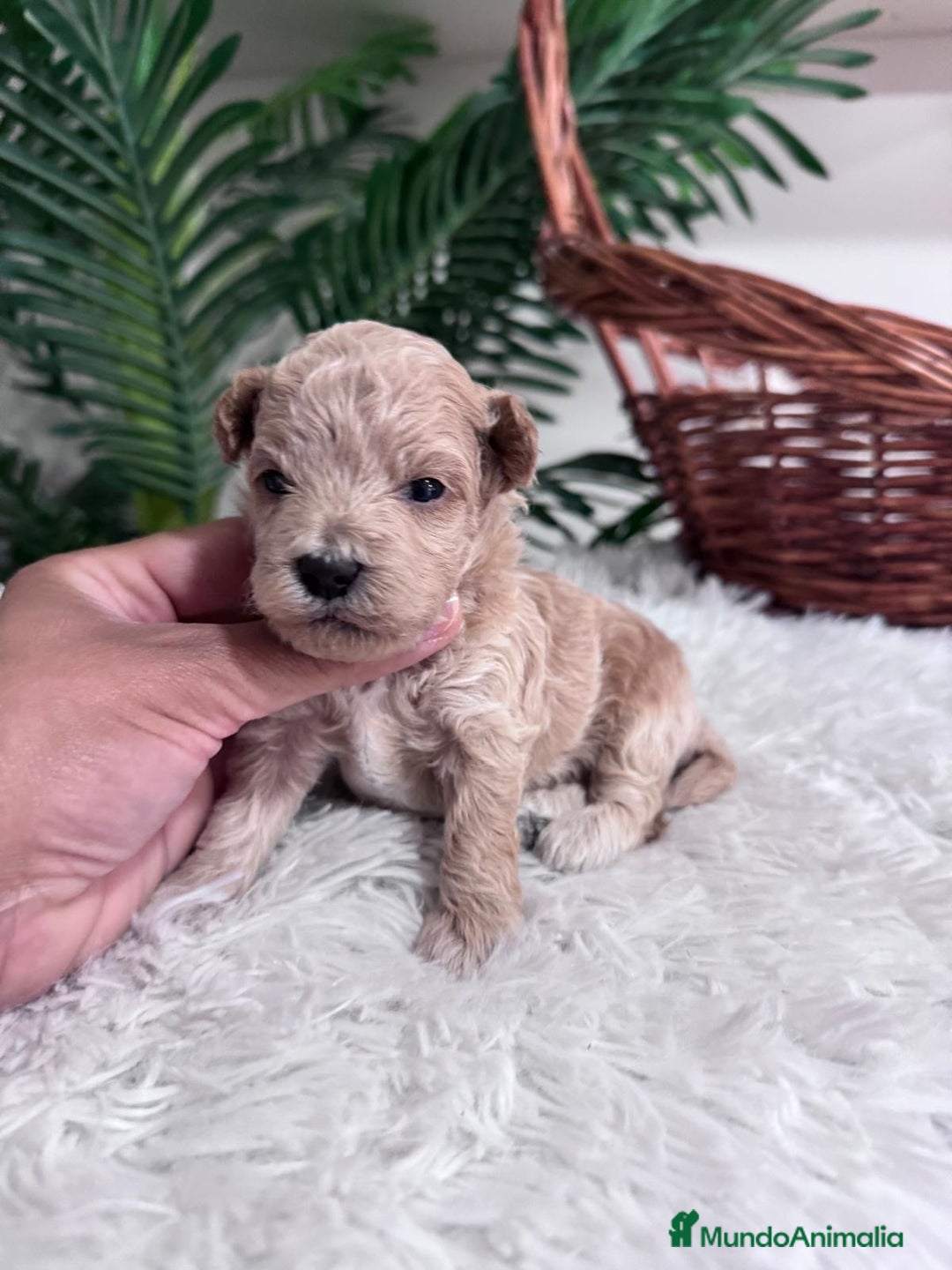 Maltipoo perros en venta: MALTIPOO HEMBRA - Imagen 9
