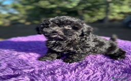 Maltipoo perros en venta: Maltipoo apricot y negro - Anuncio 9