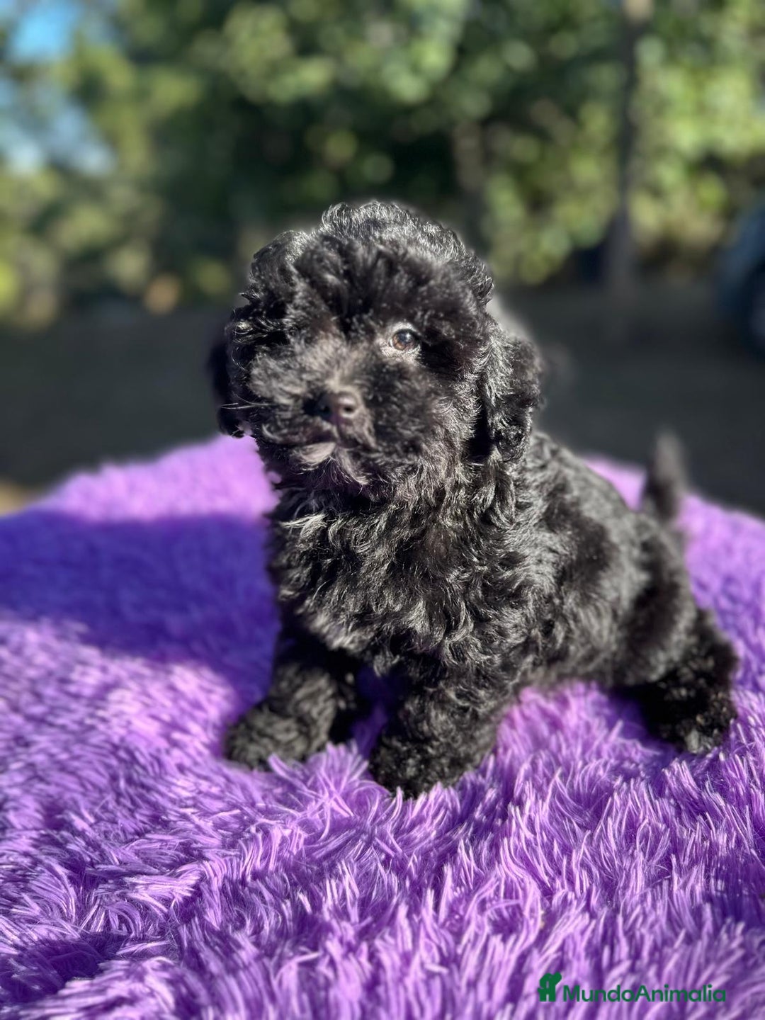 Maltipoo perros en venta: Maltipoo apricot y negro - Anuncio 9