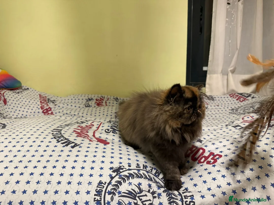 Persa gatos en venta: Gc ch  ich - Anuncio 5