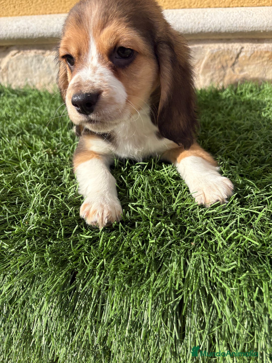 Beagle perros en venta: Espectacular cachorro de Beagle - Anuncio 34