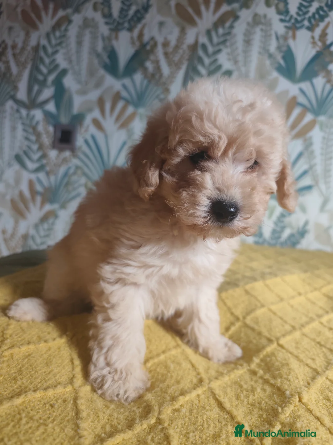 Caniche Toy perros en venta: Cachorros caniche machos 💛💛💛 - Anuncio 5