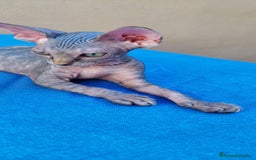 Sphynx gatos en venta: Nueva camada de gatitos sphynx  - Imagen 7