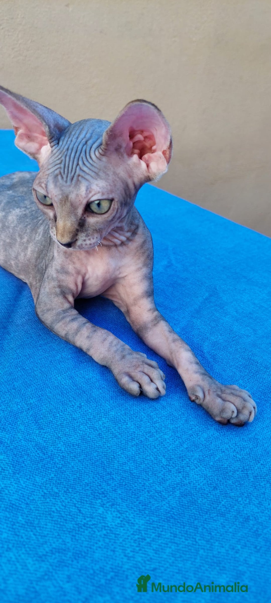 Sphynx gatos en venta: Nueva camada de gatitos sphynx  - Imagen 7
