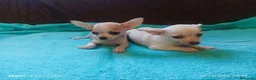 Chihuahua perros en venta: Cachorritos de chihuahua - Anuncio 3