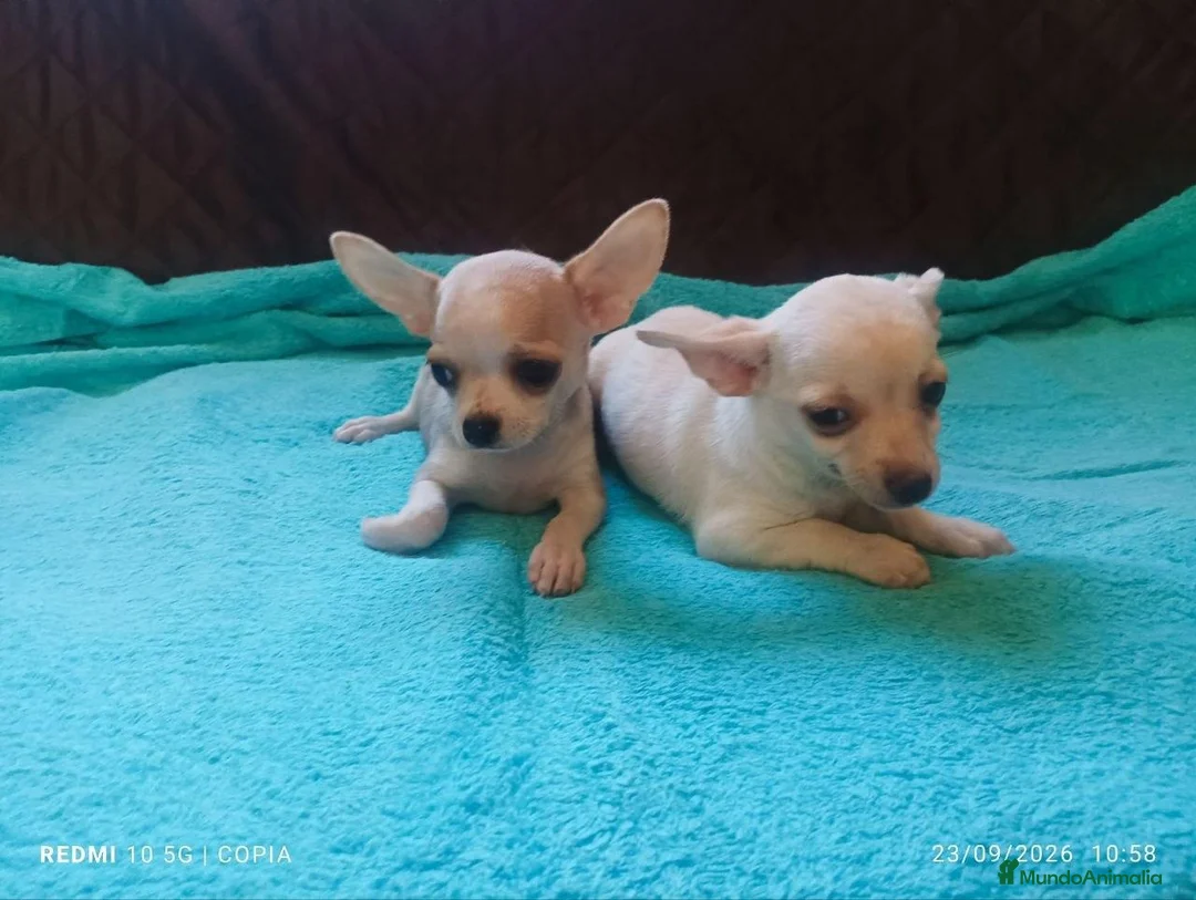 Chihuahua perros en venta: Cachorritos de chihuahua - Anuncio 3