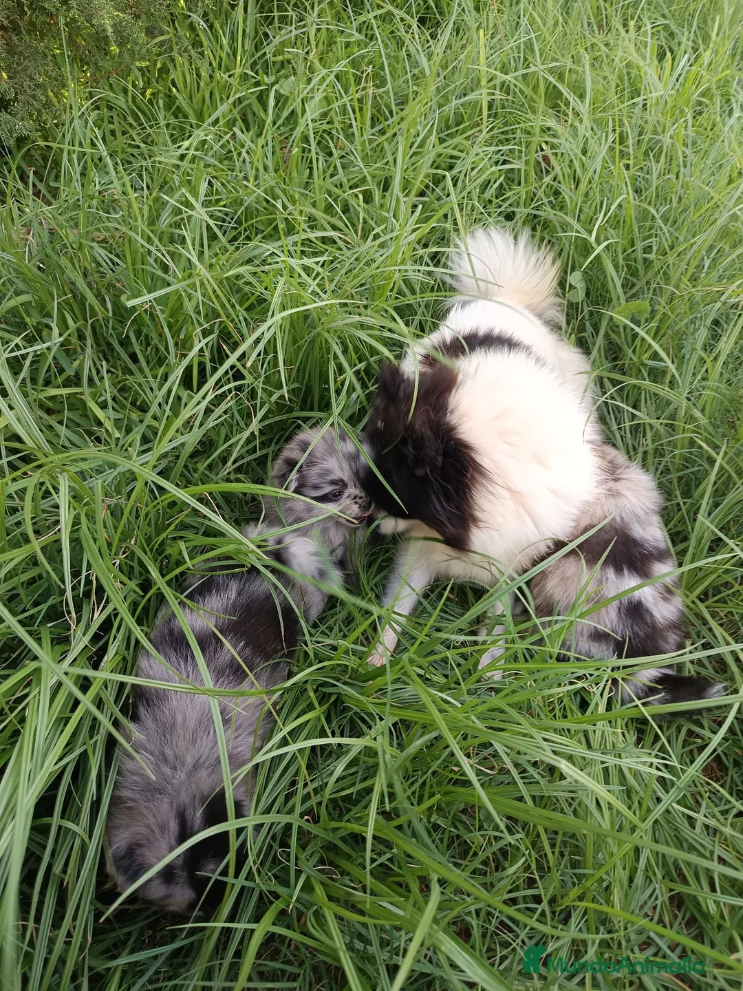 Pomerania perros en venta: Pomerania  - Anuncio 1