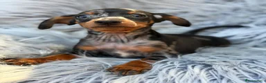 Pinscher Miniatura 1