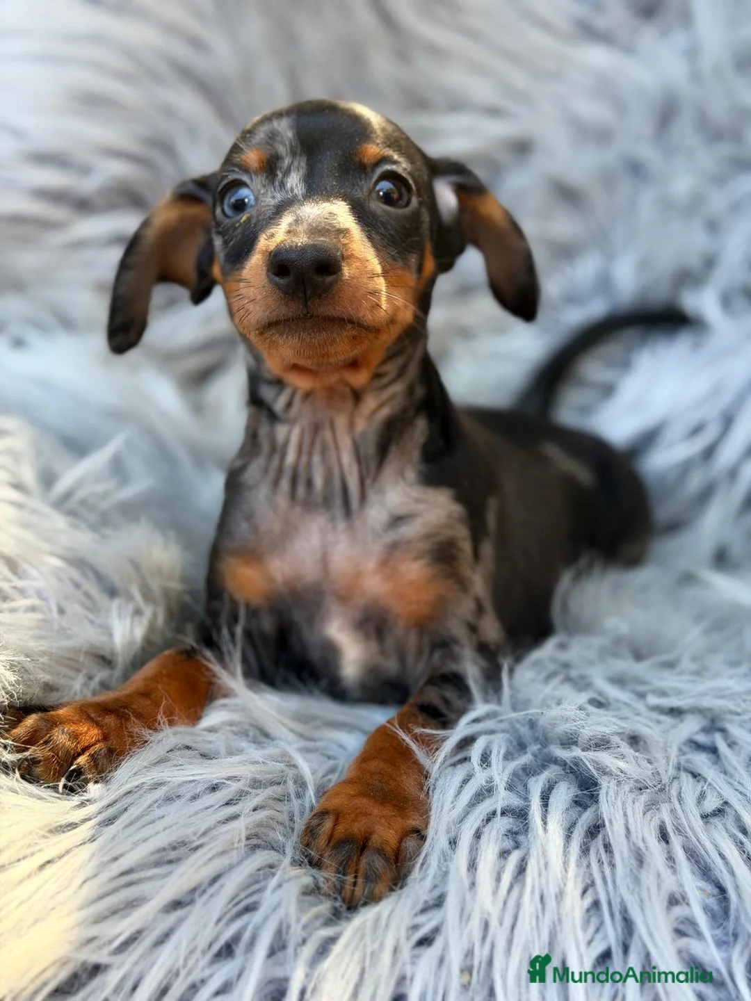 Pinscher Miniatura perros en venta: MINI PINCHER  - Anuncio 2