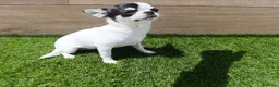 Chihuahua perros en venta: Chihuahua - Anuncio 2