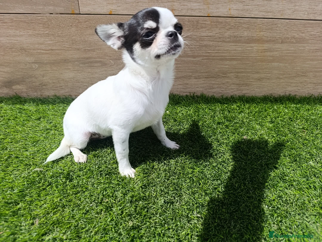 Chihuahua perros en venta: Chihuahua - Anuncio 2