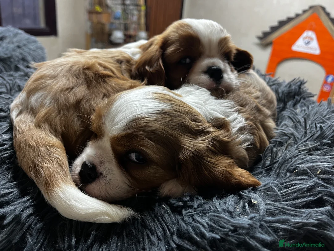 Cavalier King Charles Spaniel perros en venta: Cavalier King  - Anuncio 2