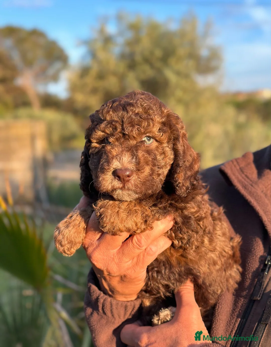 Perro de Agua Español perros en venta: Perro de Agua - Anuncio 1