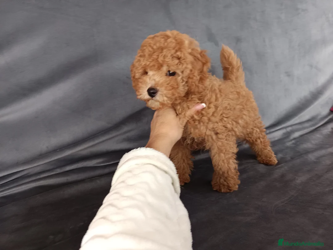 Caniche Toy perros en venta: Caniche toy en Badajoz - Anuncio 2