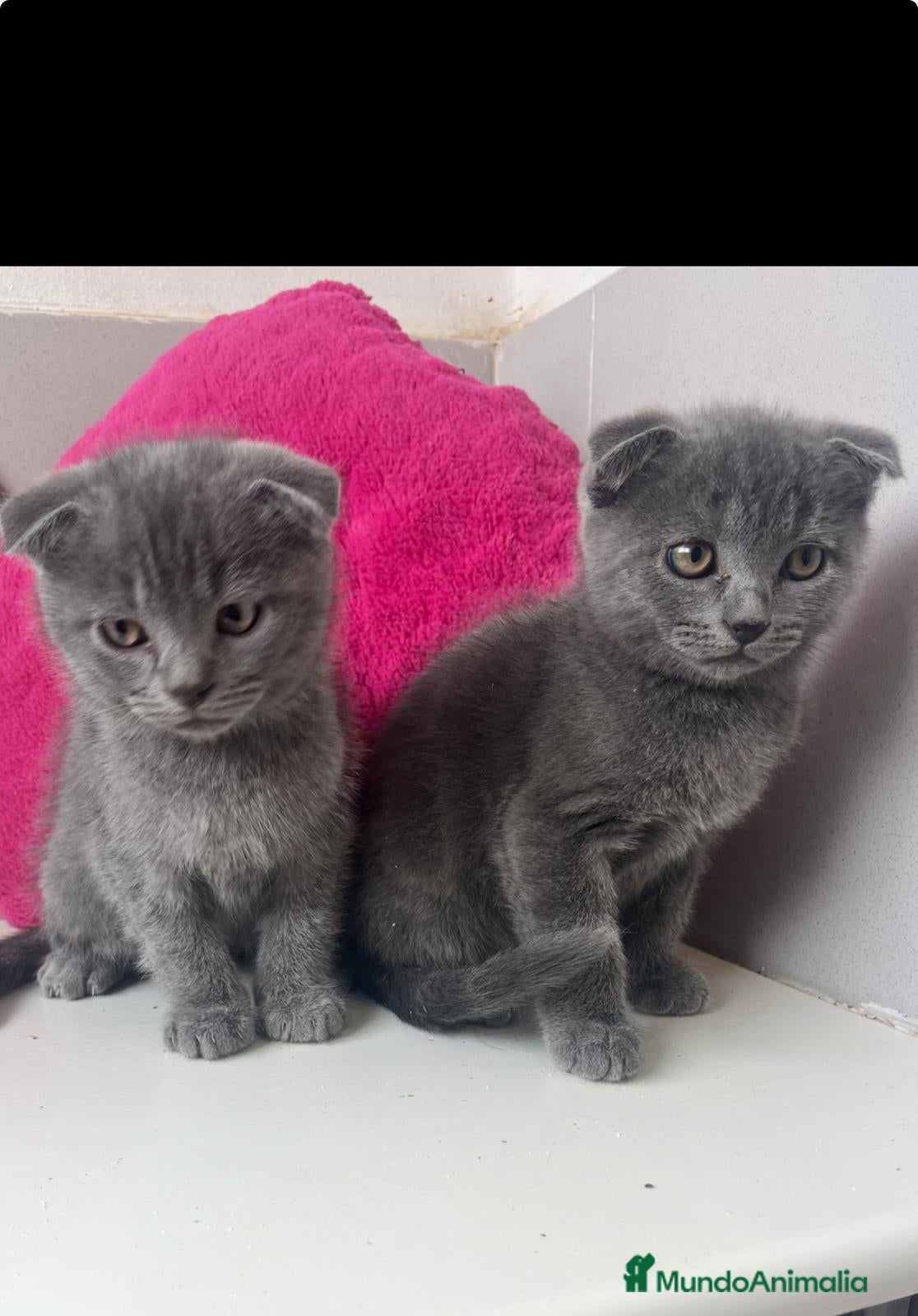 Scottish Fold gatos Scottish Fod  - Anuncio 6