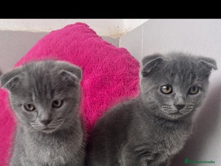 Scottish Fold gatos Scottish Fod - Anuncio 4