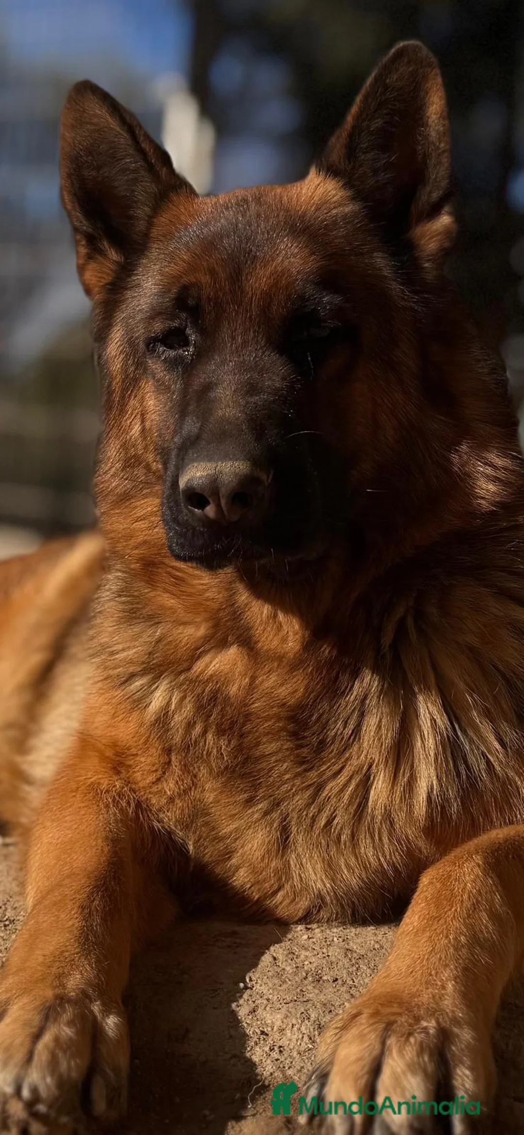 Pastor Alemán perros en venta: pastor alemán negro sólido belleza - Anuncio 8